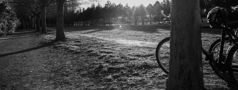 Bicycles in a park at sunset